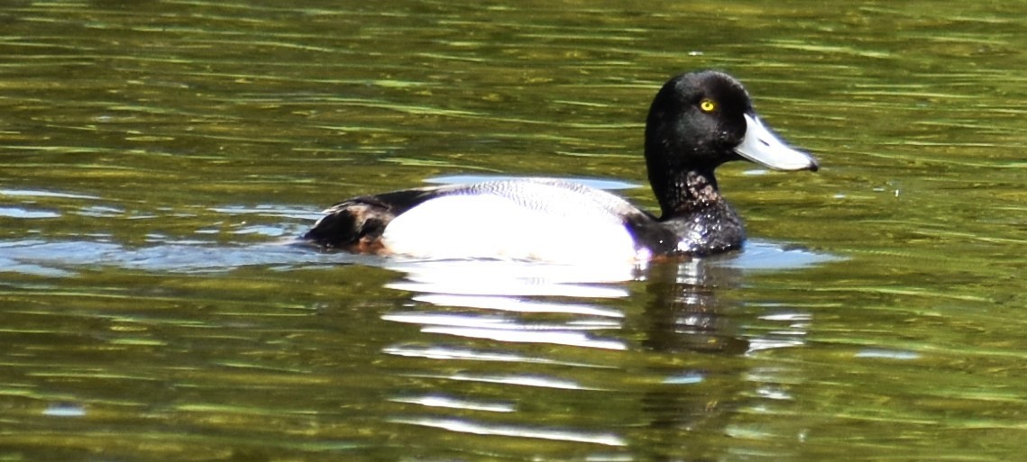 Greater Scaup - ML618347373