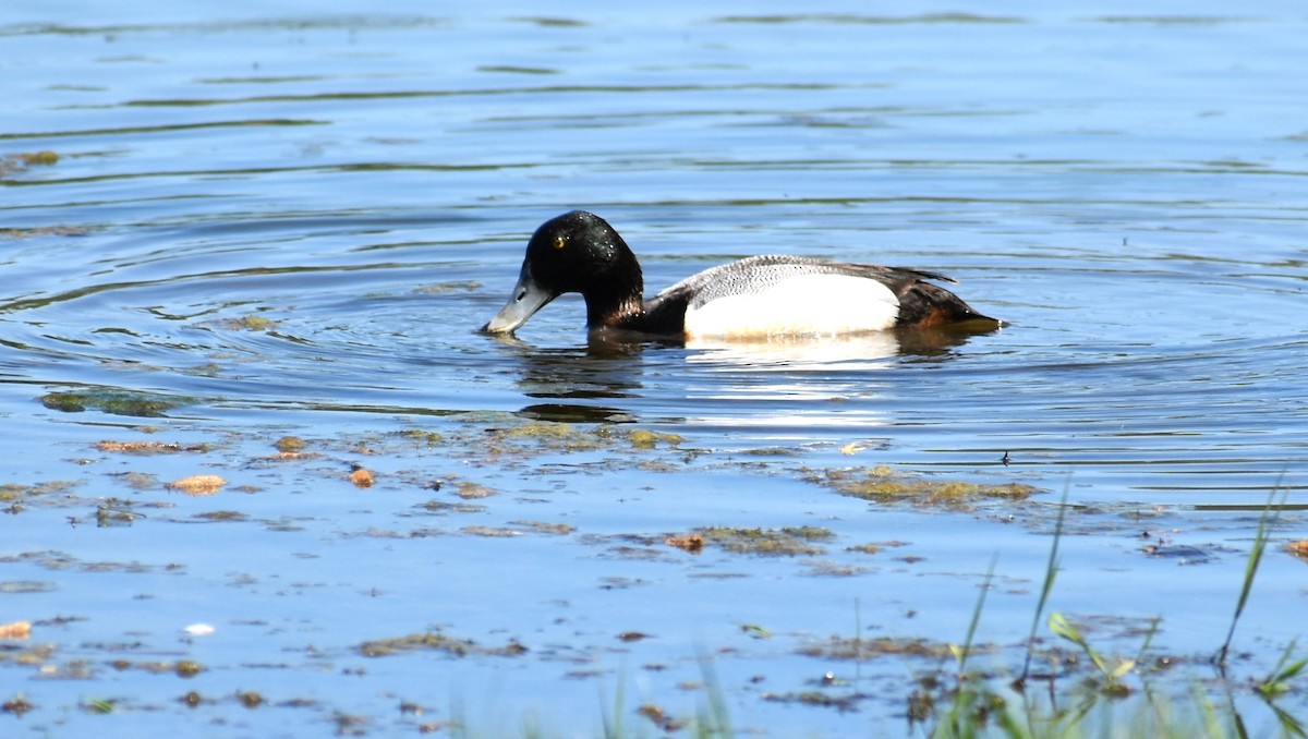 Greater Scaup - ML618347374