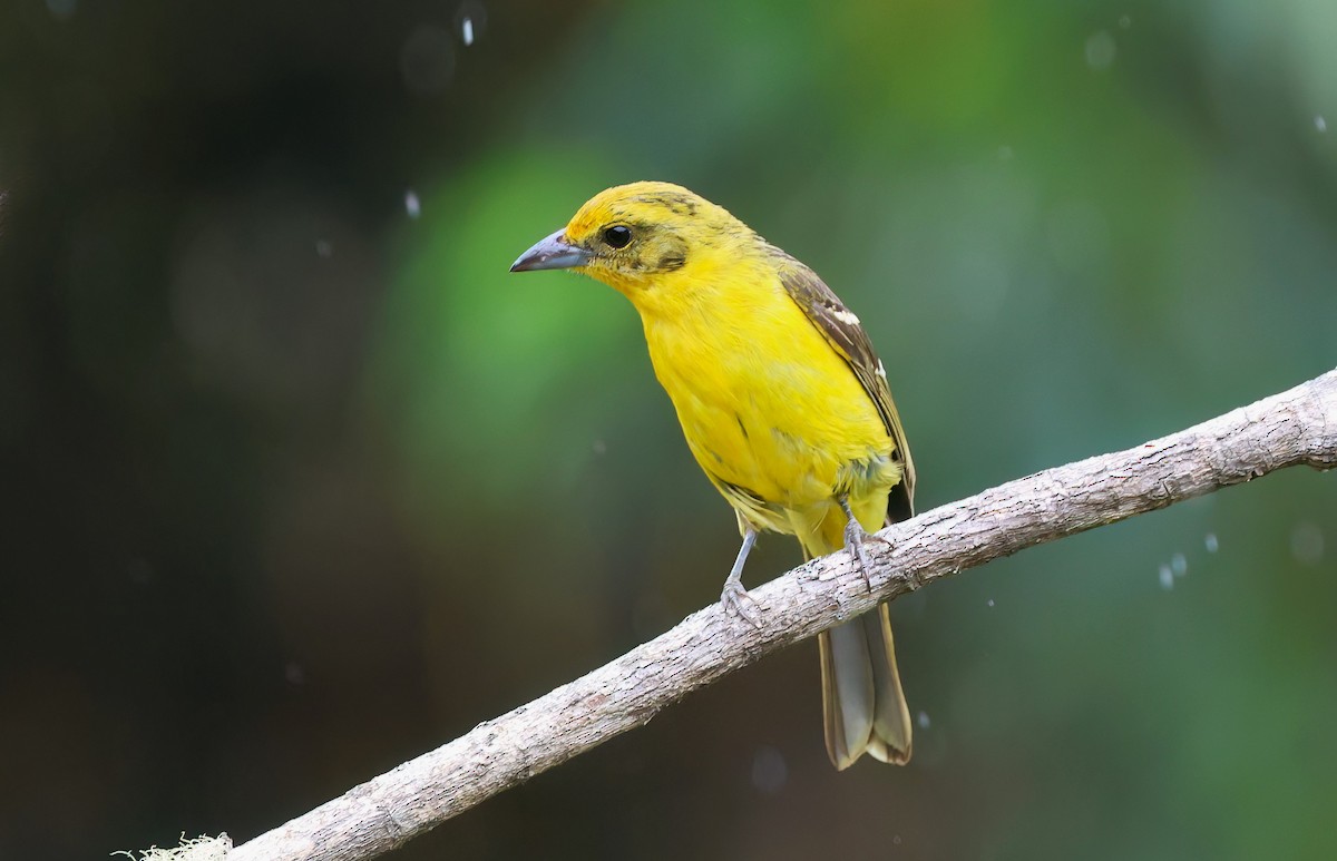 Flame-colored Tanager - Channa Jayasinghe