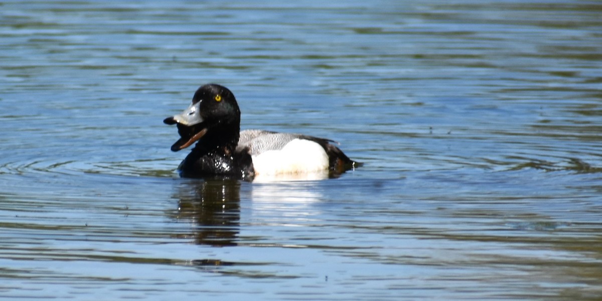 Greater Scaup - ML618347384