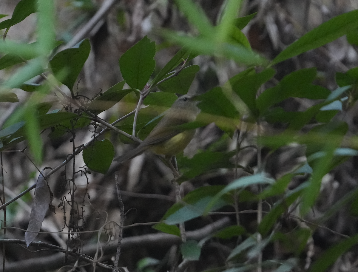 Yellowish-bellied Bush Warbler - Zhongyu Wang