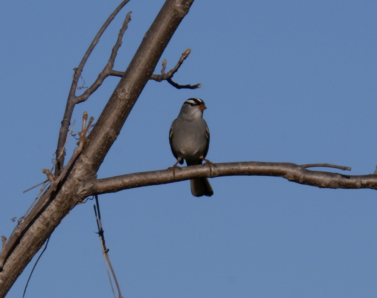 White-crowned Sparrow - ML618347440