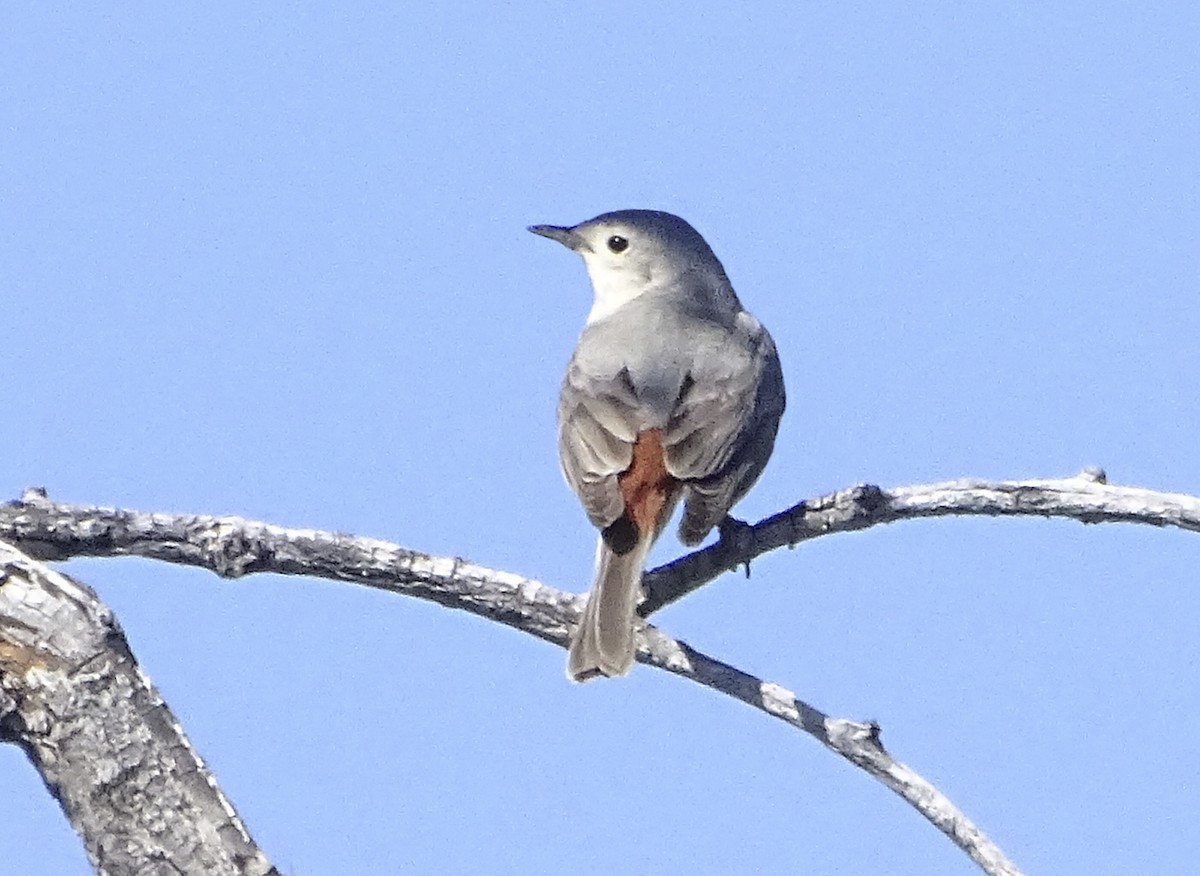 Lucy's Warbler - ML618347457