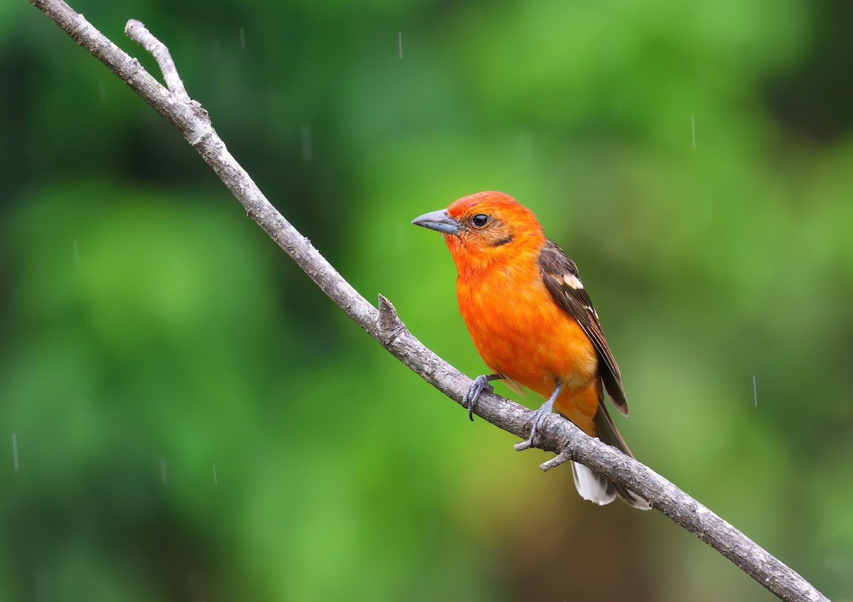 Flame-colored Tanager - ML618347472
