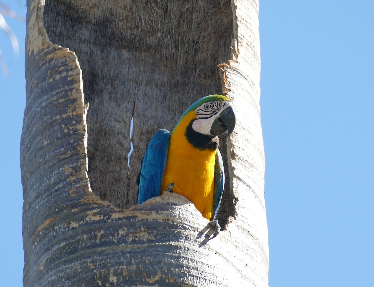 Blue-and-yellow Macaw - ML618347540