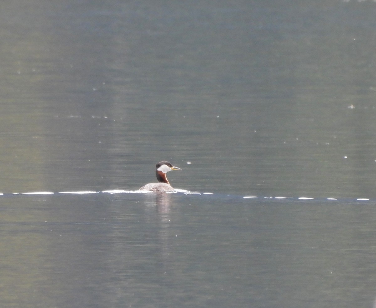 Red-necked Grebe - ML618347545