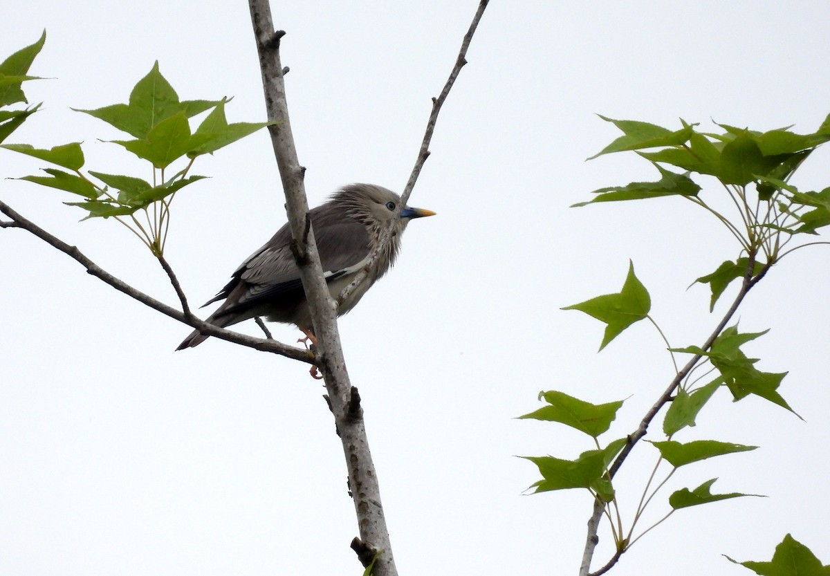 Chestnut-tailed Starling - ML618347574