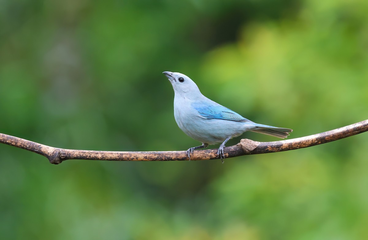 Blue-gray Tanager - ML618347635