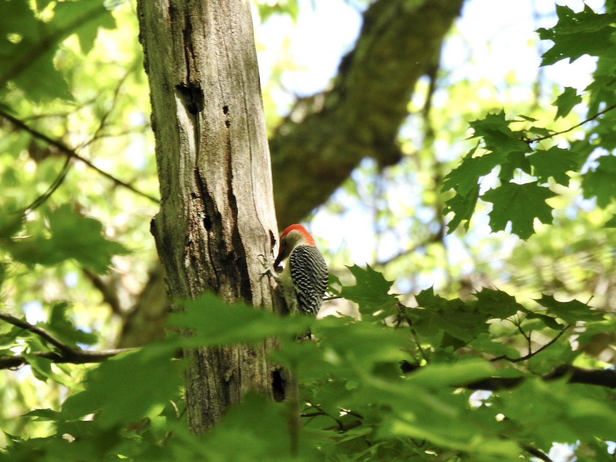 Red-bellied Woodpecker - ML618347647