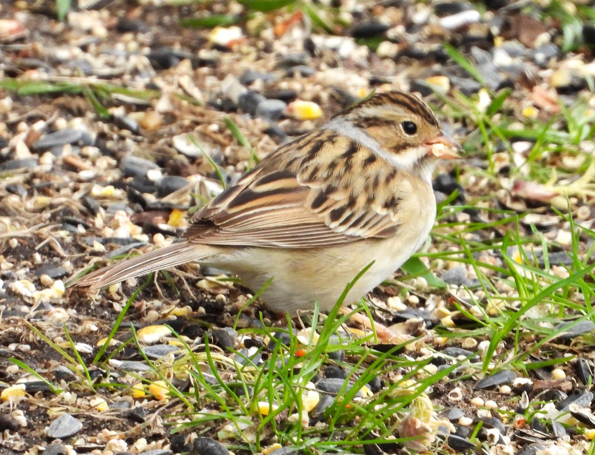 Clay-colored Sparrow - ML618347657
