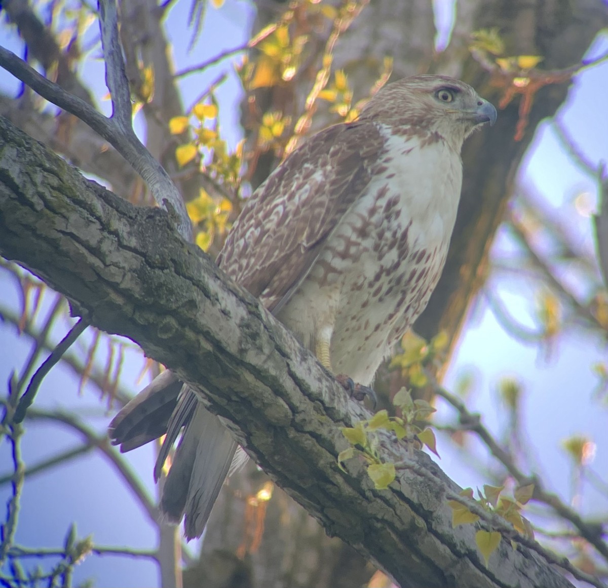 Red-tailed Hawk - ML618347679