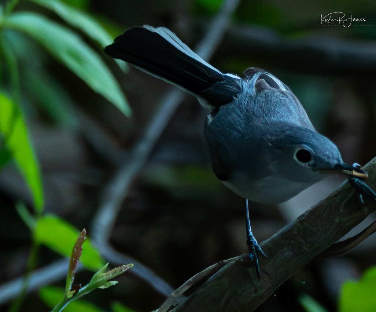 Blue-gray Gnatcatcher - Kevin James