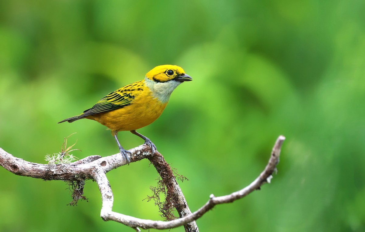 Silver-throated Tanager - ML618347737