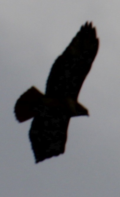 Red-tailed Hawk (borealis) - ML618347776