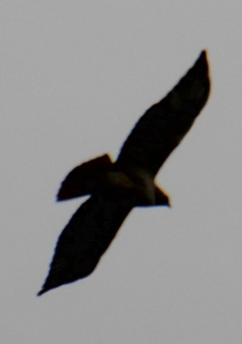 Red-tailed Hawk (borealis) - ML618347777