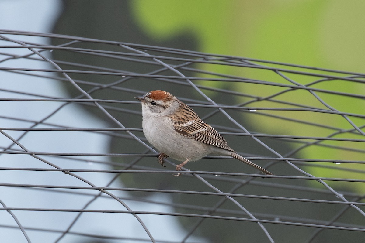Chipping Sparrow - ML618347832