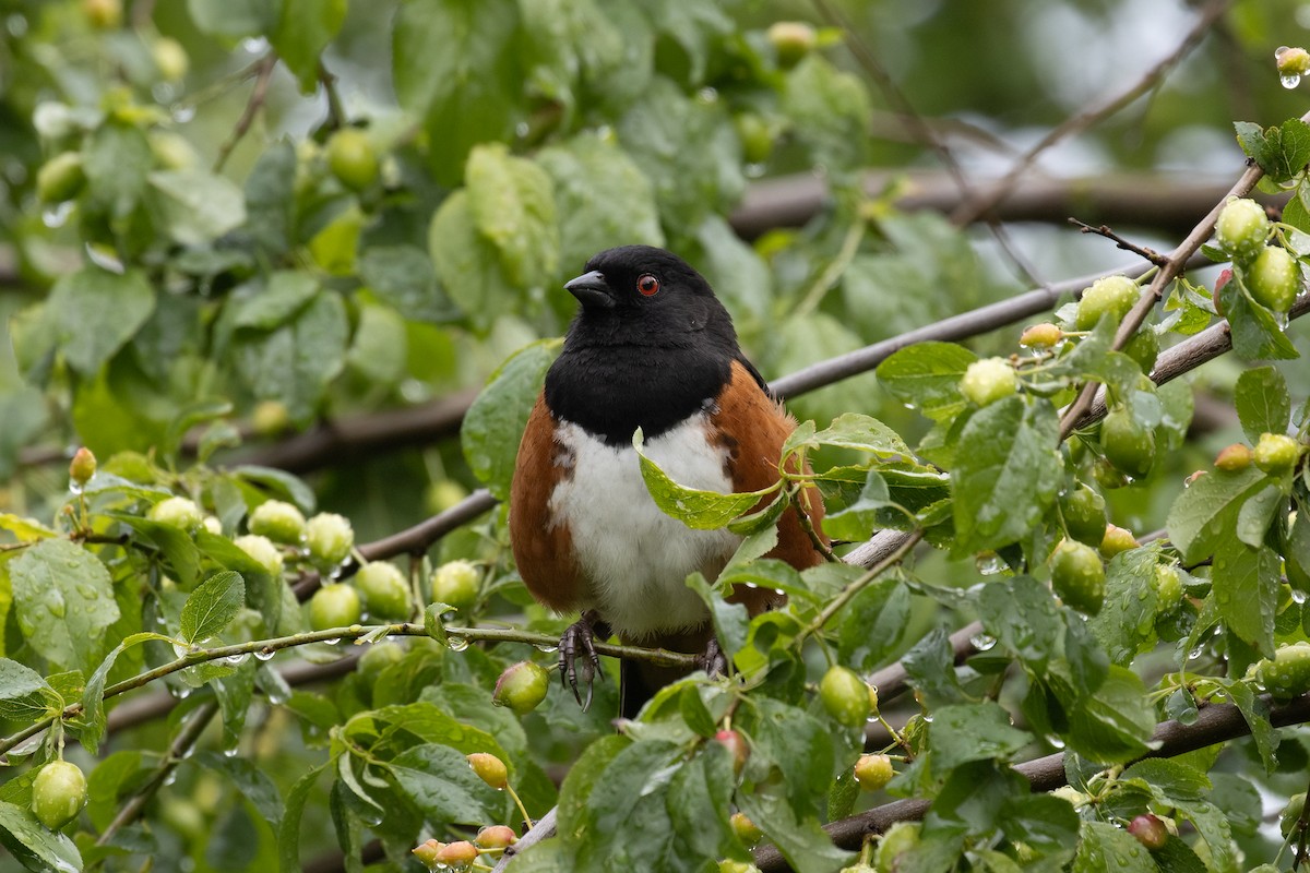 Spotted Towhee - ML618347835