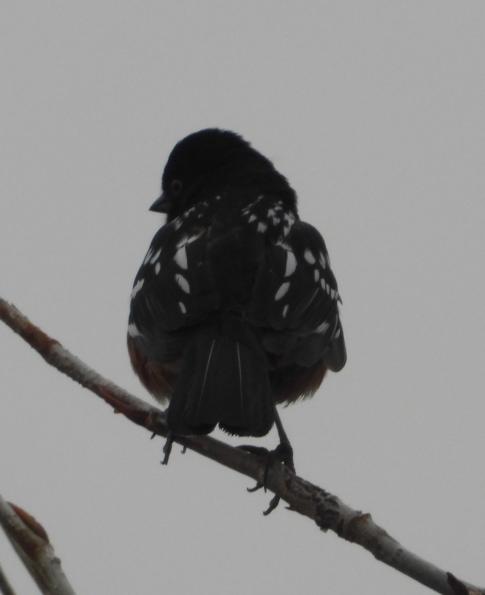 Spotted Towhee - ML618347886