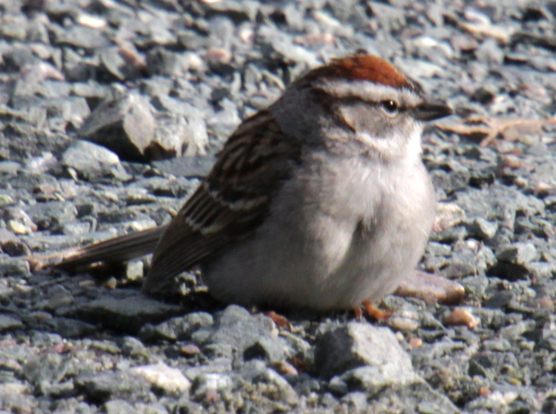 Chipping Sparrow - ML618347901