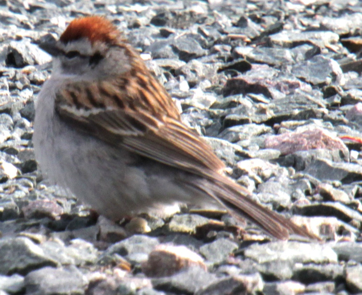Chipping Sparrow - ML618347902