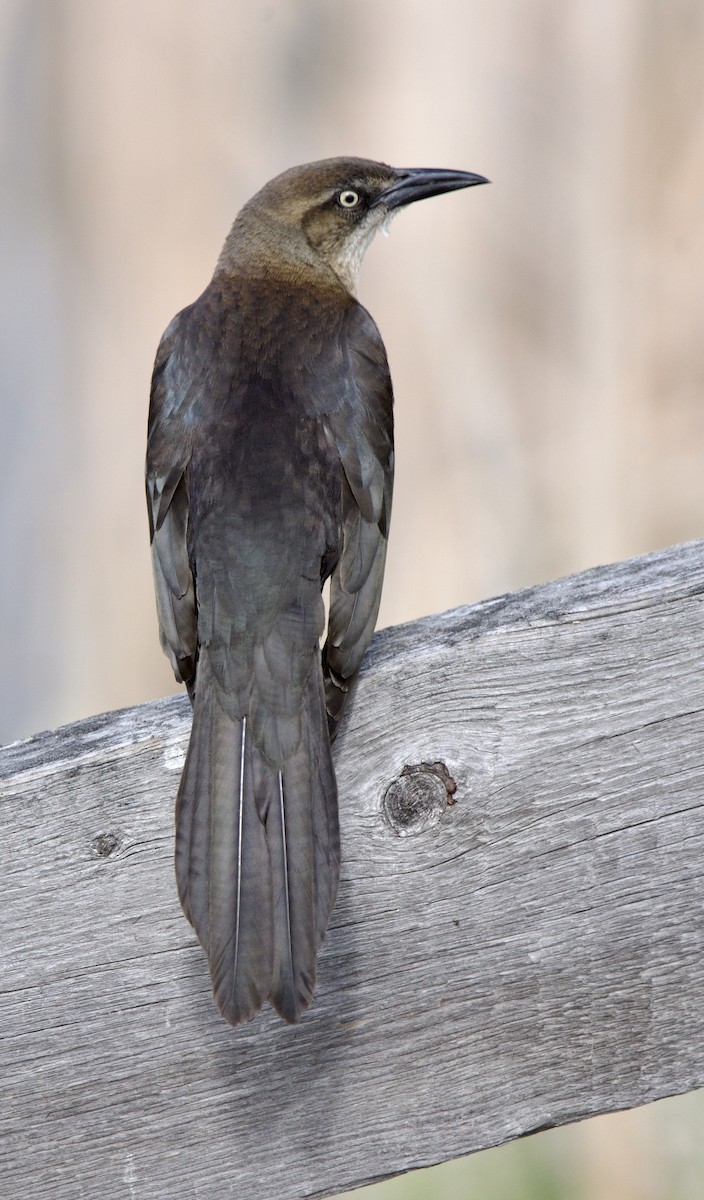 Great-tailed Grackle - ML618347905