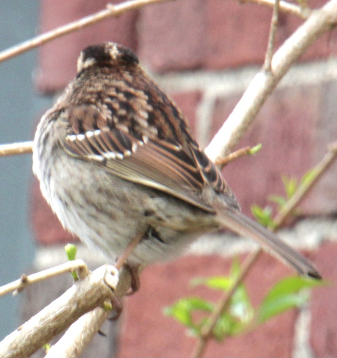 White-throated Sparrow - Samuel Harris