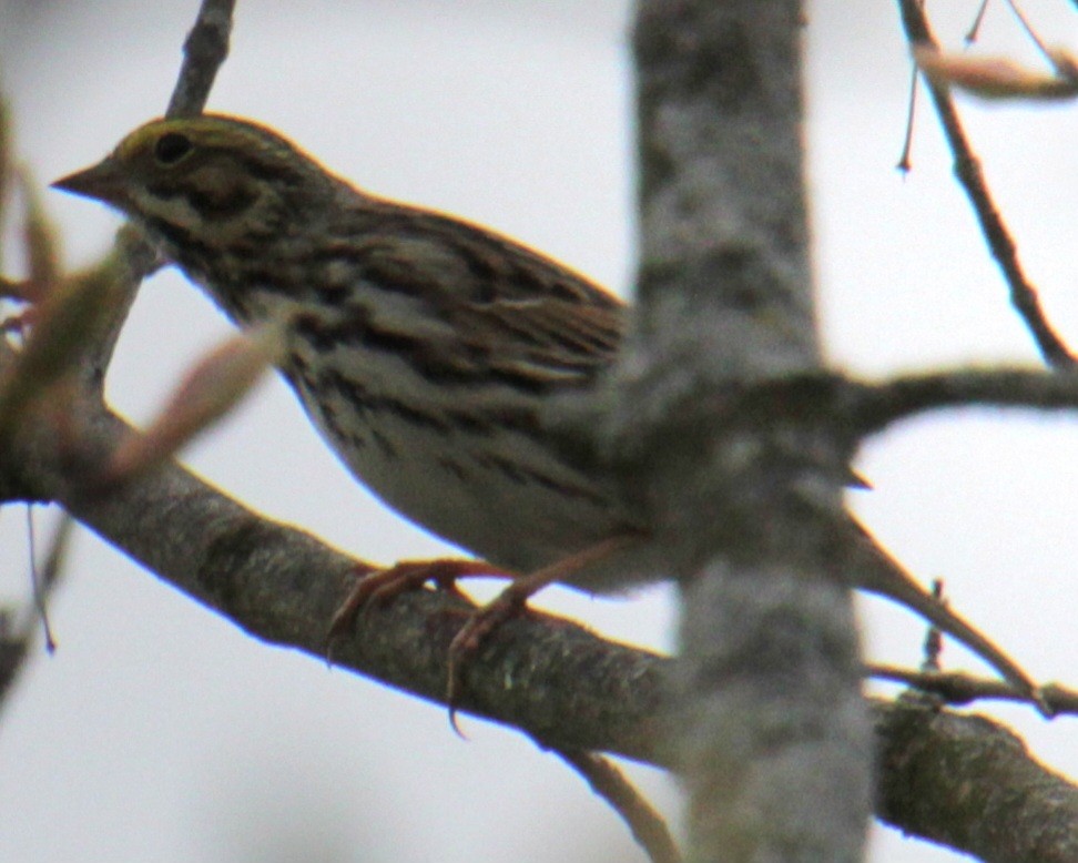 Savannah Sparrow (Savannah) - ML618347933