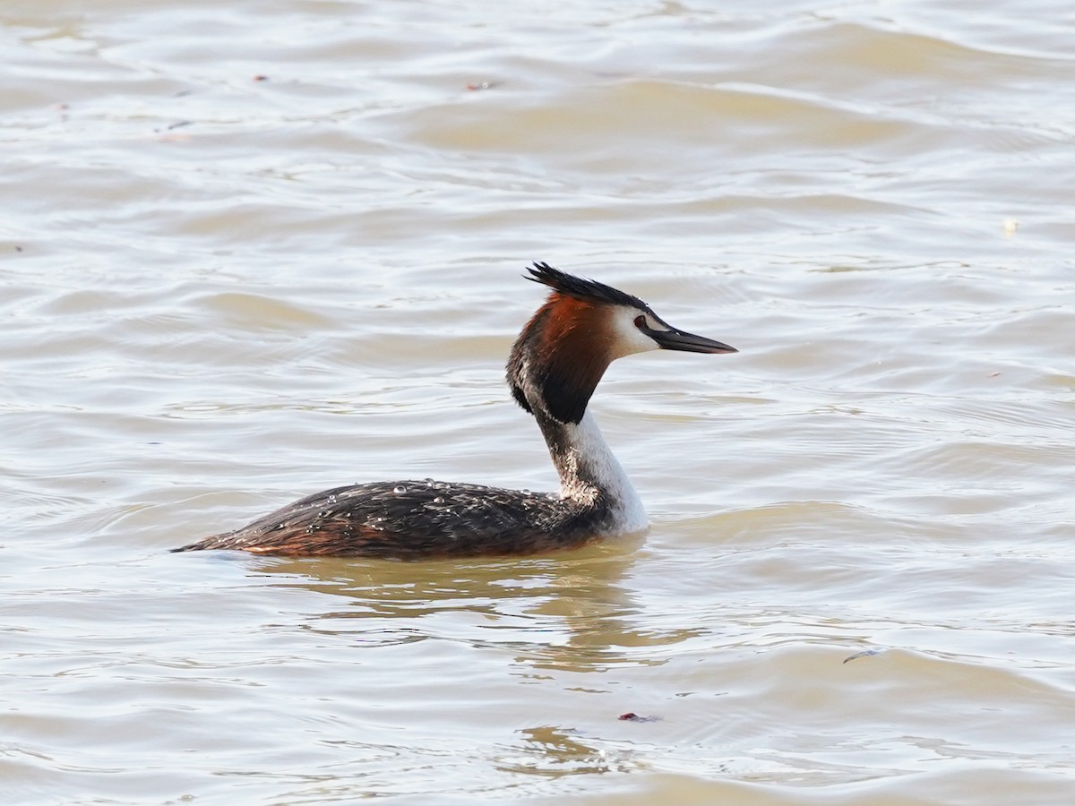 Great Crested Grebe - Frank Chen