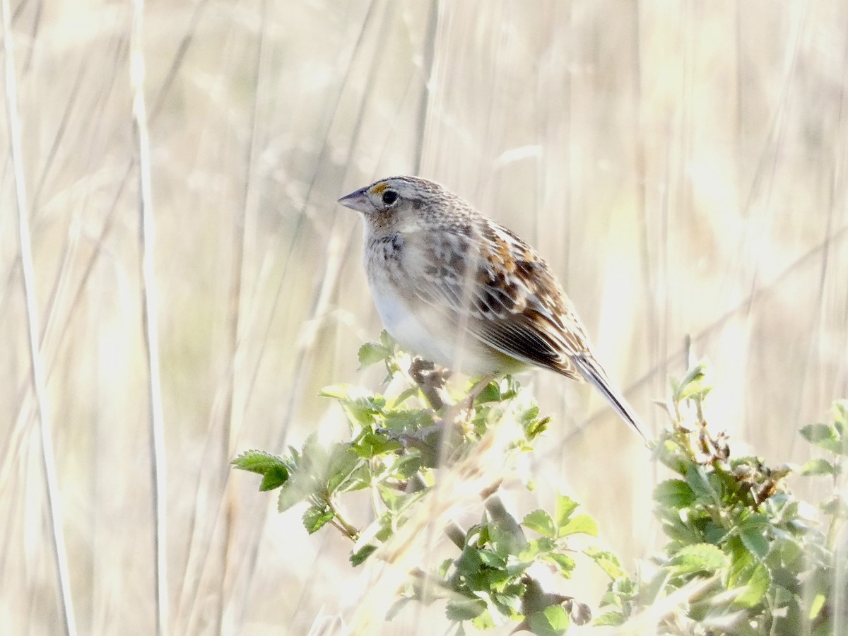 Grasshopper Sparrow - ML618347972
