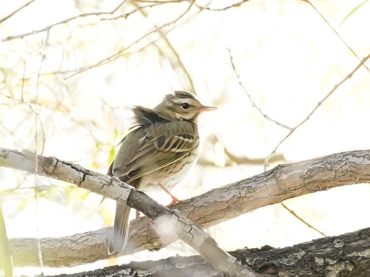 Olive-backed Pipit - ML618348007