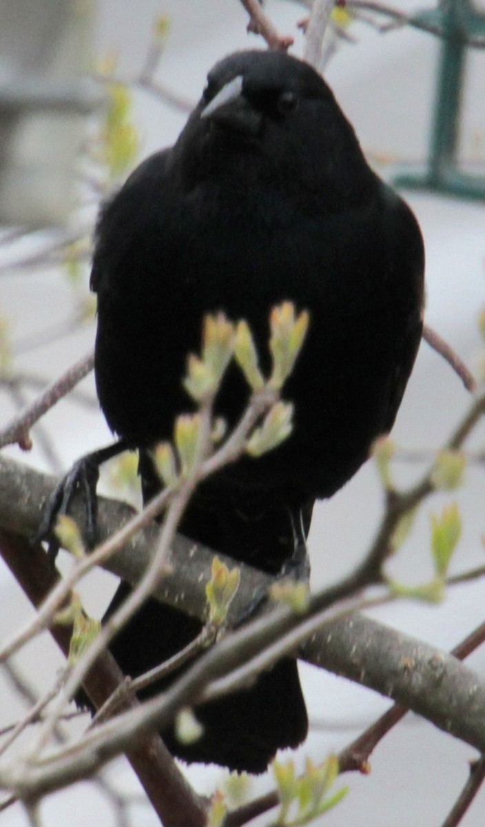 Red-winged Blackbird (Red-winged) - ML618348016