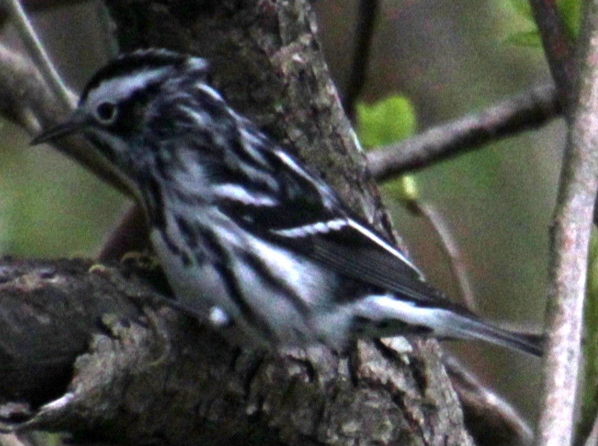 Black-and-white Warbler - ML618348026