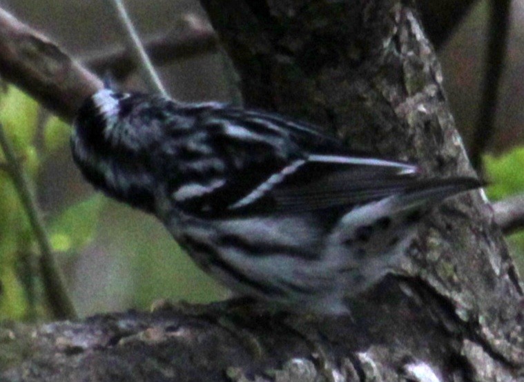 Black-and-white Warbler - ML618348027