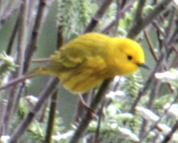Yellow Warbler (Northern) - ML618348030