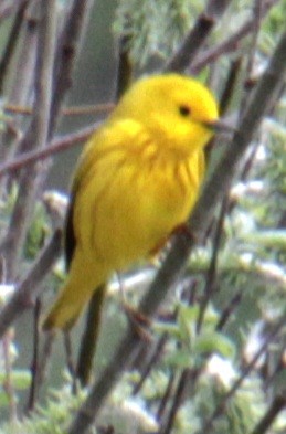 Yellow Warbler (Northern) - ML618348031