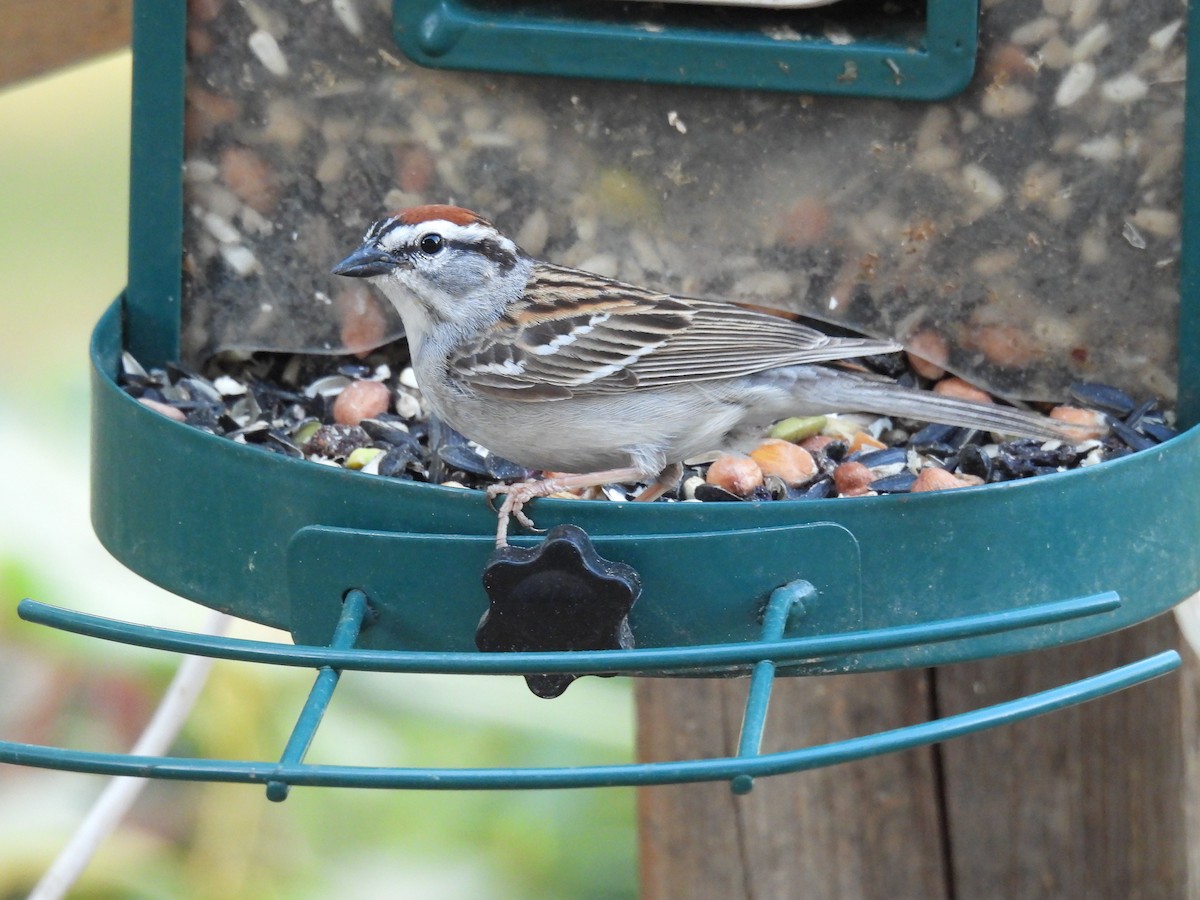 Chipping Sparrow - ML618348039