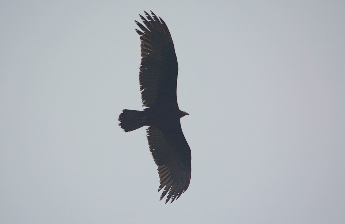 Lesser Yellow-headed Vulture - ML618348071