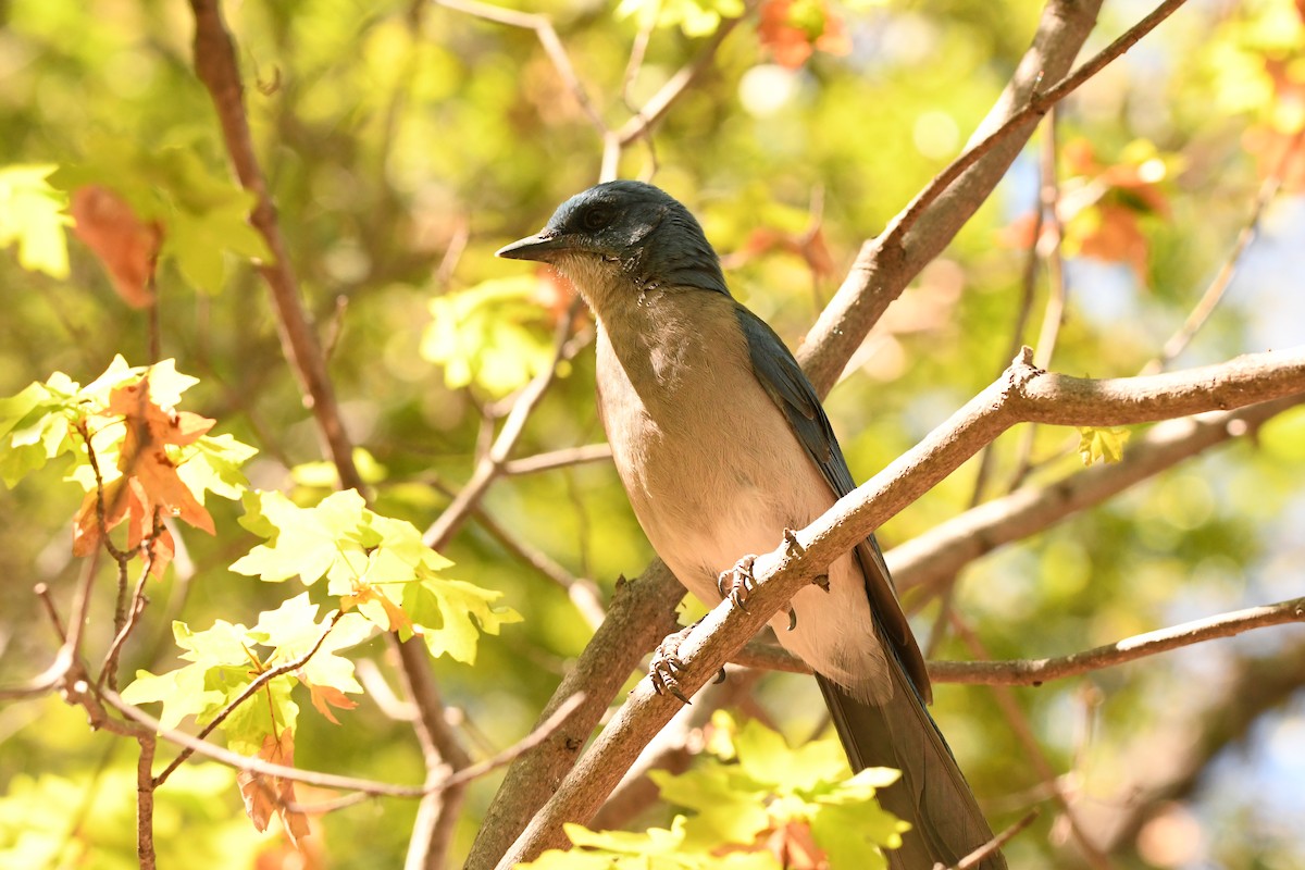 Mexican Jay - ML618348072