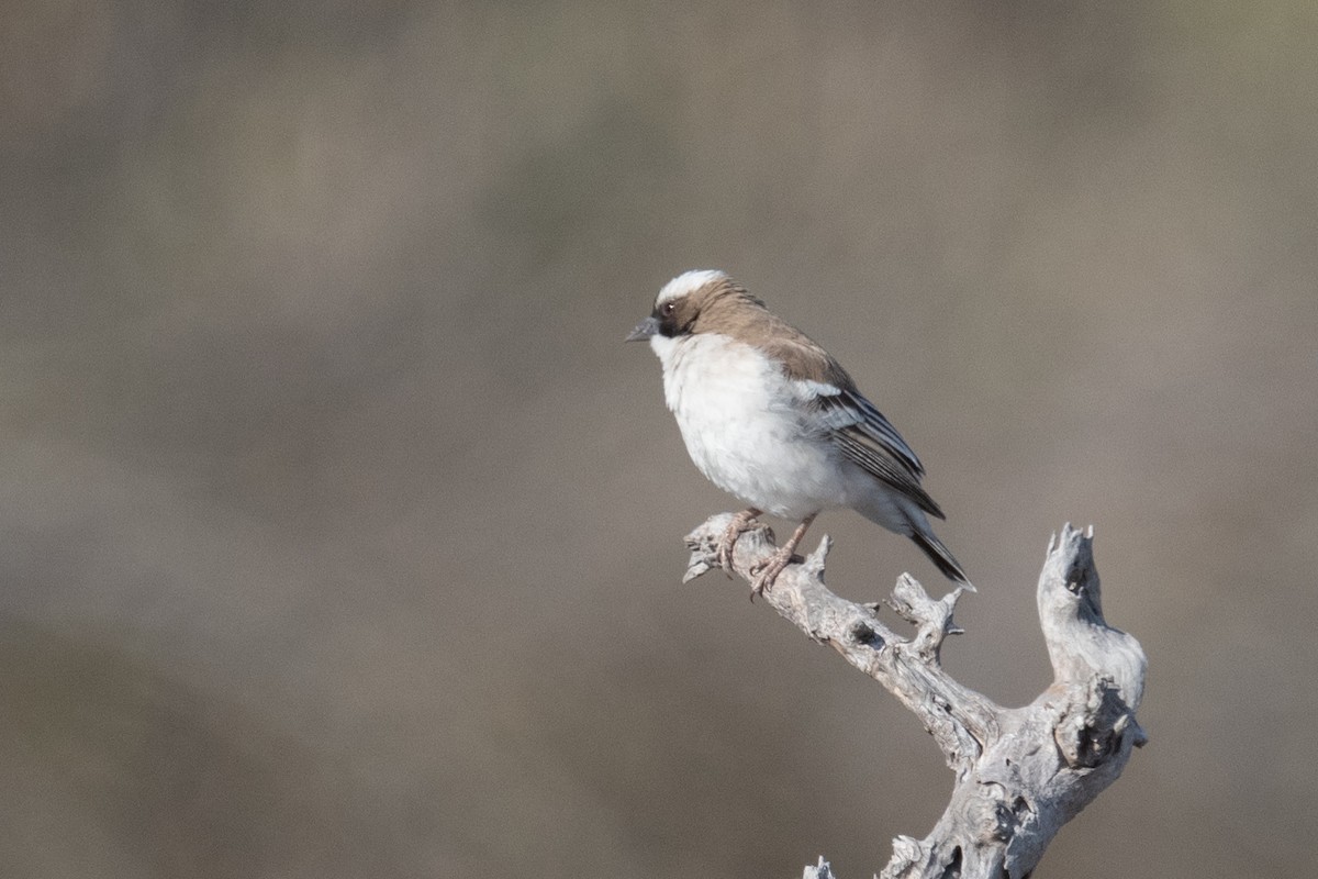 White-browed Sparrow-Weaver - ML618348099