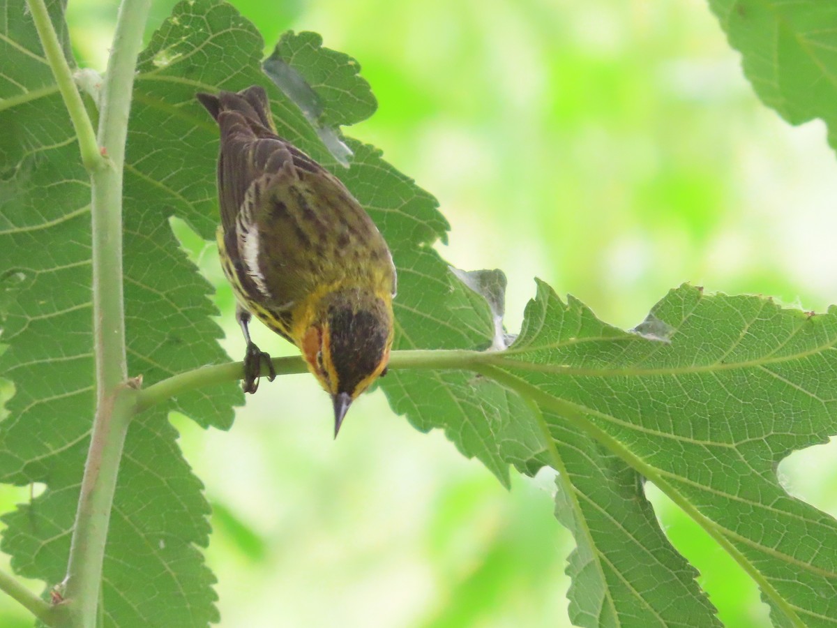 Cape May Warbler - ML618348123