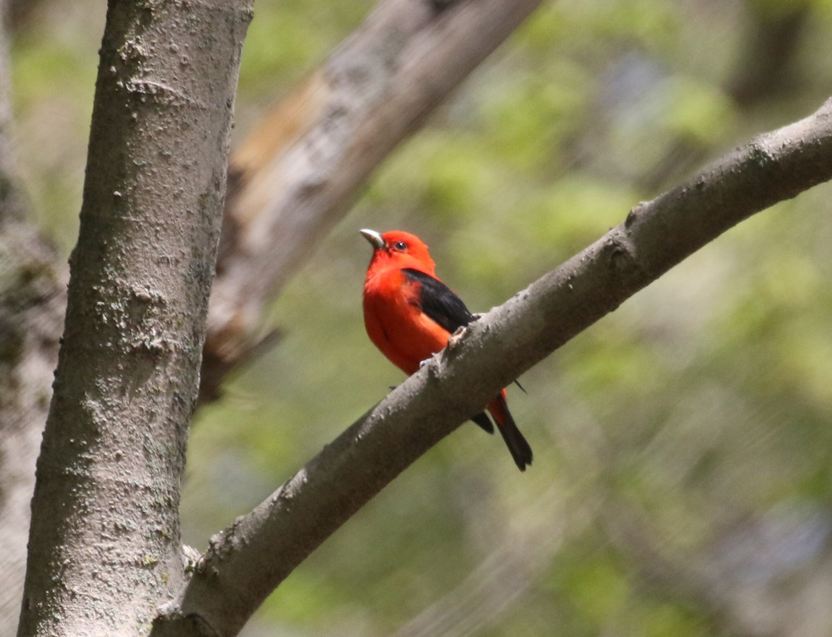 Scarlet Tanager - ML618348127