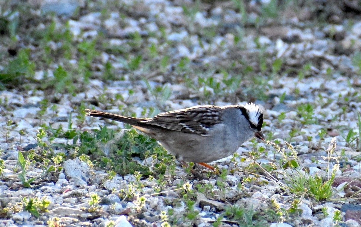 White-crowned Sparrow - ML618348139