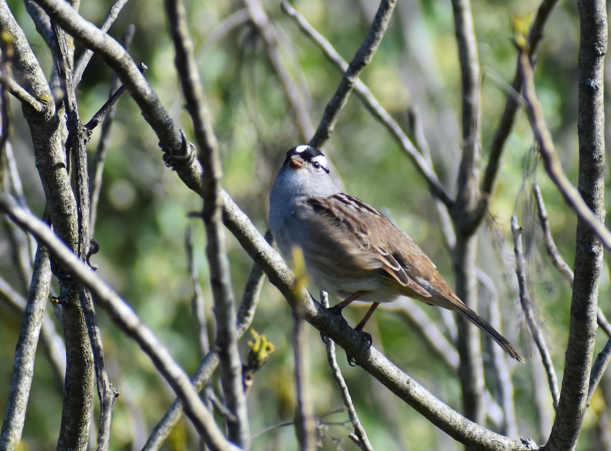 White-crowned Sparrow - DEB TRYBE