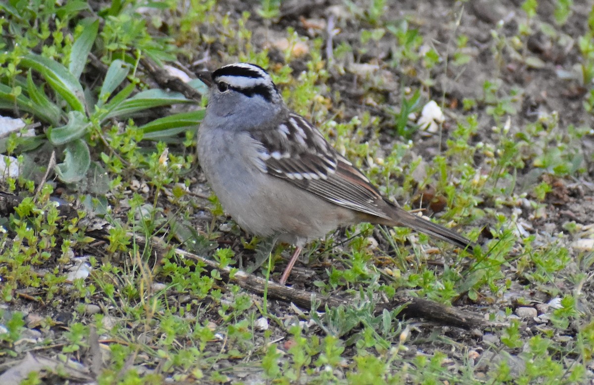 White-crowned Sparrow - DEB TRYBE