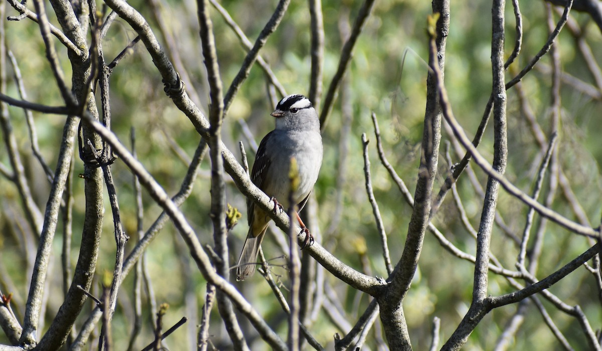 White-crowned Sparrow - ML618348142
