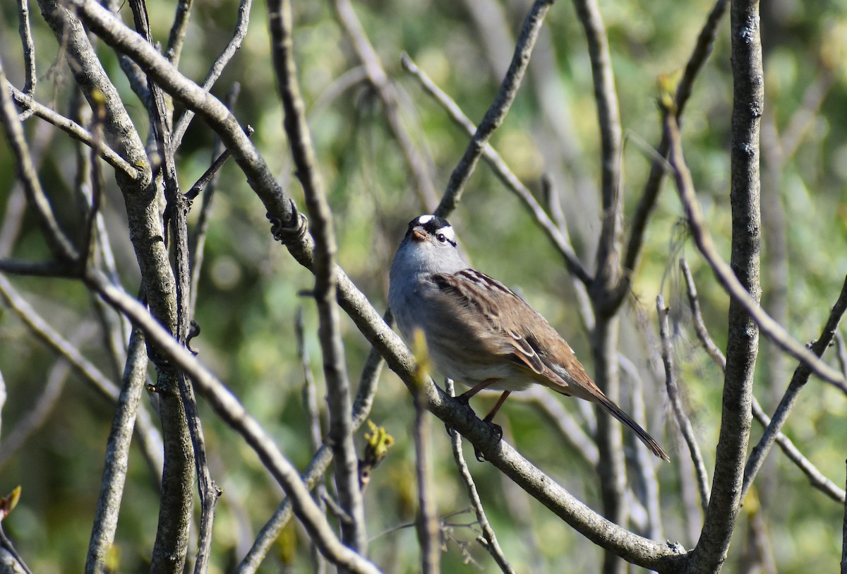 White-crowned Sparrow - ML618348143