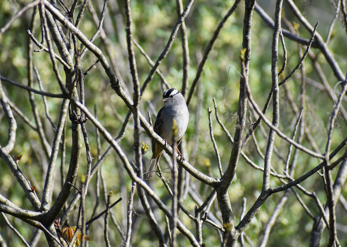White-crowned Sparrow - ML618348144