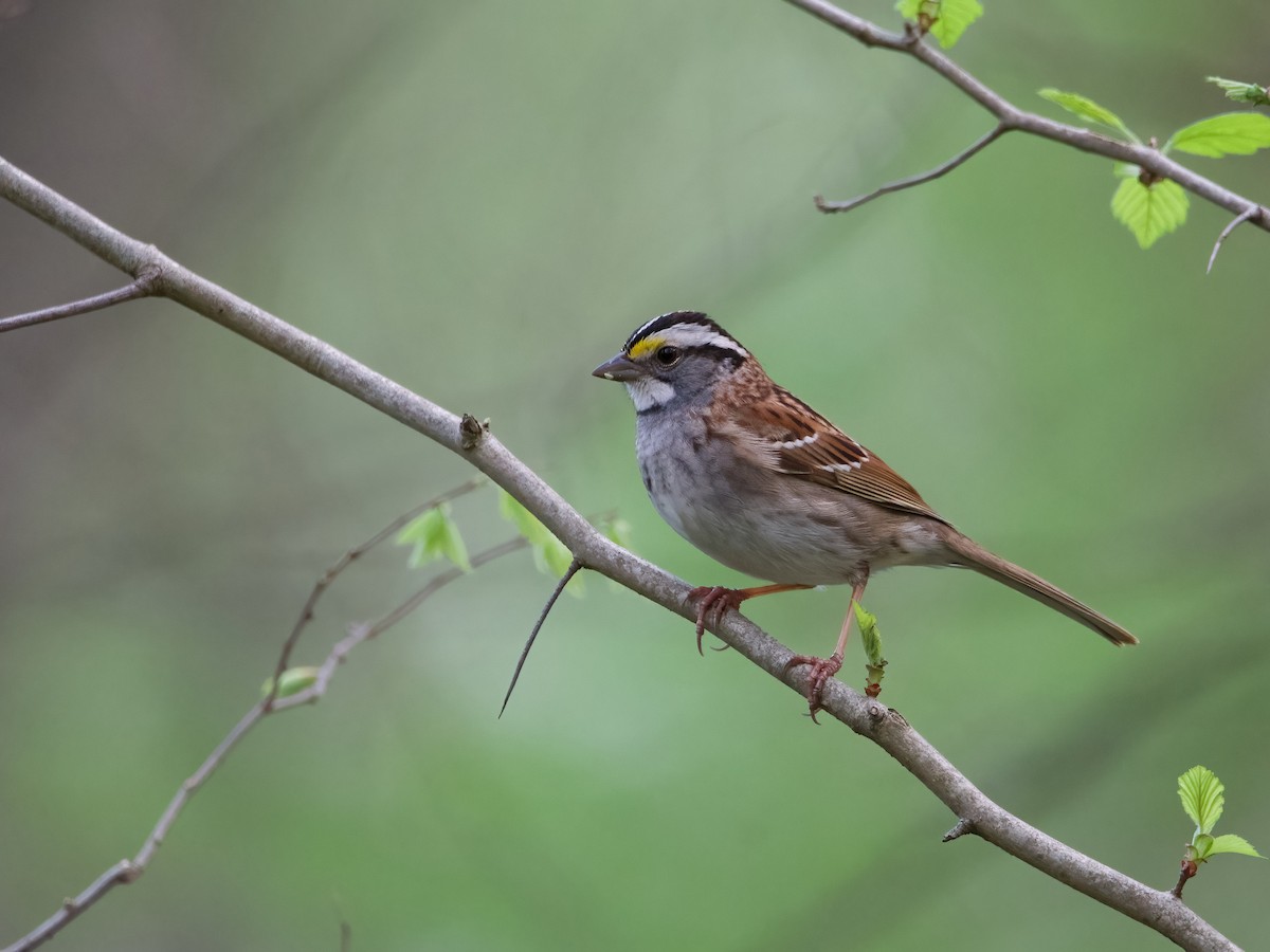 White-throated Sparrow - ML618348145