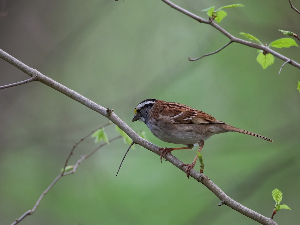 White-throated Sparrow - ML618348146