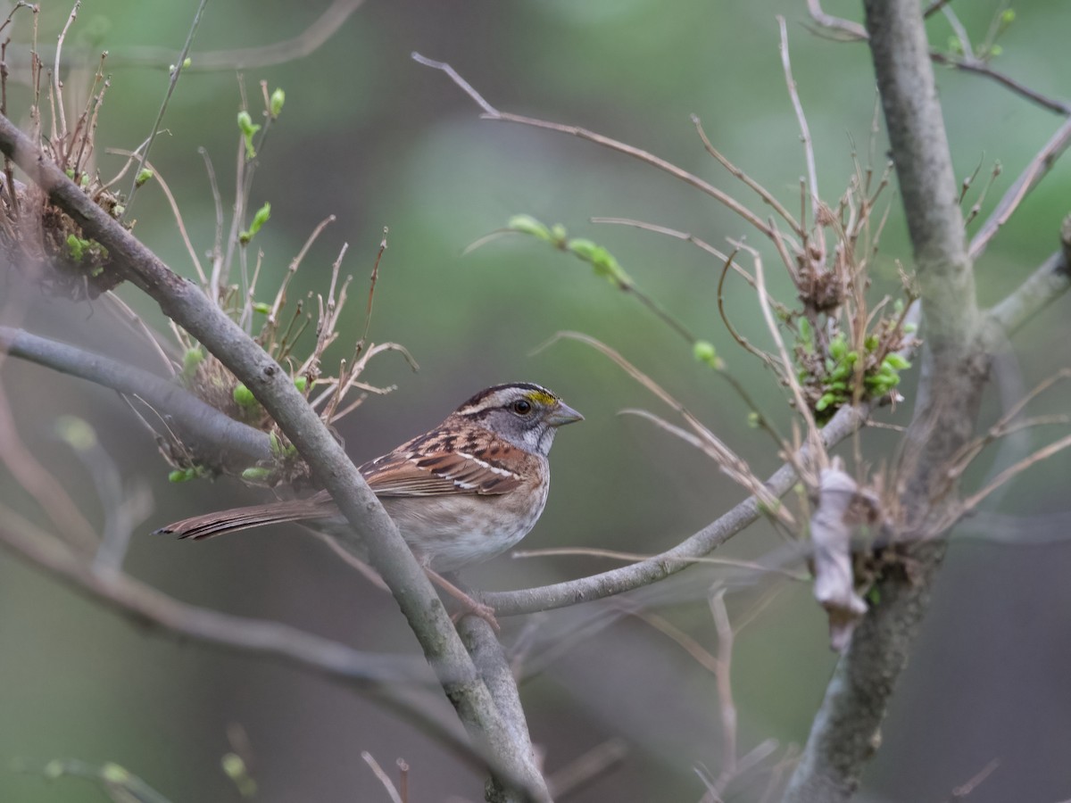White-throated Sparrow - ML618348147